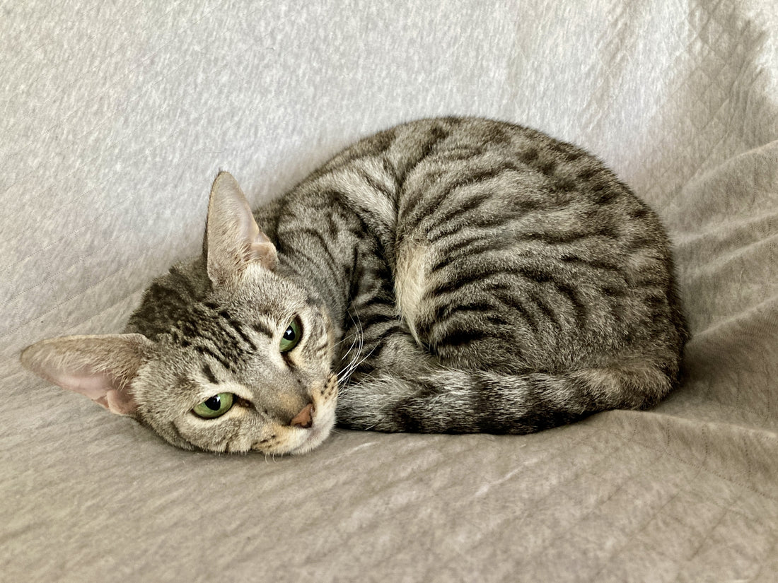 いちたかほっかいどうマルシェがオープンしました